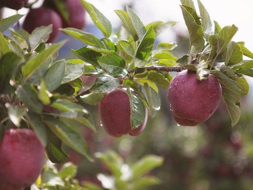 Apple festival Red apples hanging on a tree branch with green leaves and water droplets