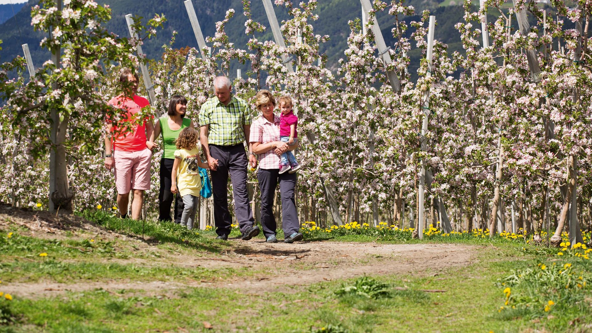 Urlaub in Natz-Schabs? Kessler’s Mountain Lodge! Familie spaziert durch blühenden Obstgarten im Frühling